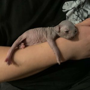 Meet your Posher, Leya